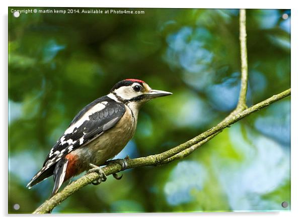 Male Woodpecker  Acrylic by Martin Kemp Wildlife