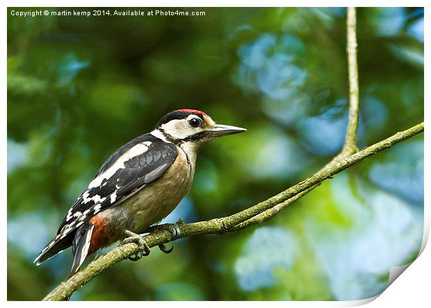 Male Woodpecker  Print by Martin Kemp Wildlife