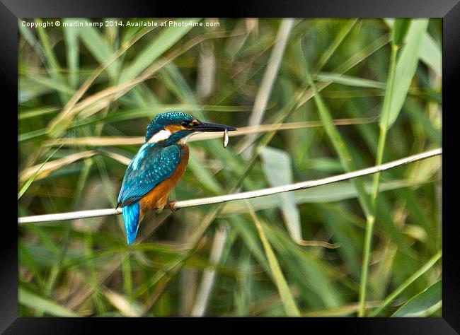  Kingfisher With A Snack Framed Print by Martin Kemp Wildlife