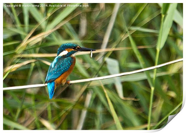  Kingfisher With A Snack Print by Martin Kemp Wildlife