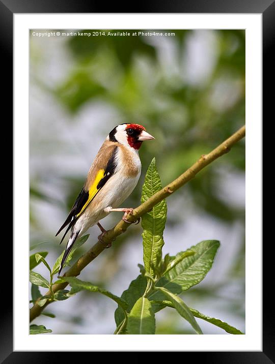  Goldfinch Framed Mounted Print by Martin Kemp Wildlife