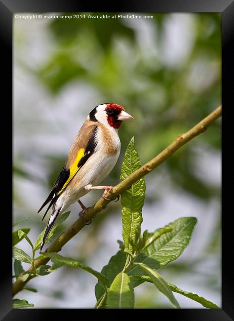  Goldfinch Framed Print by Martin Kemp Wildlife