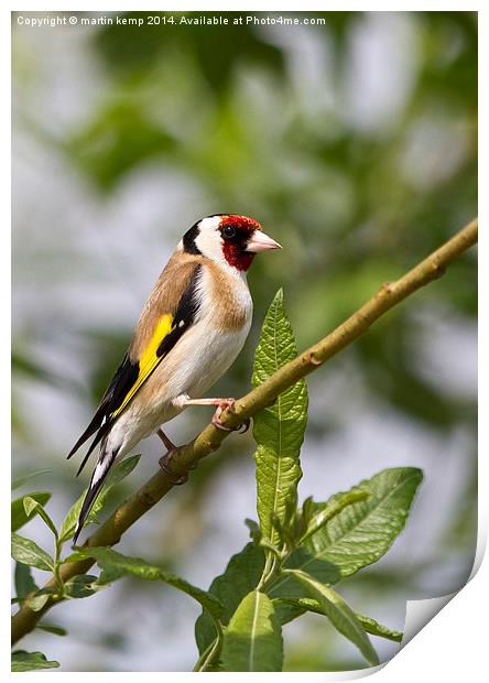  Goldfinch Print by Martin Kemp Wildlife