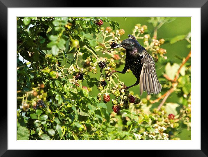  Pinching The Blackberries Framed Mounted Print by Martin Kemp Wildlife