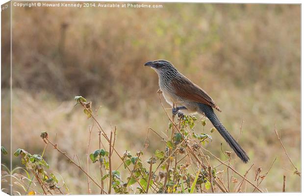 White-Browed Coucal Canvas Print by Howard Kennedy