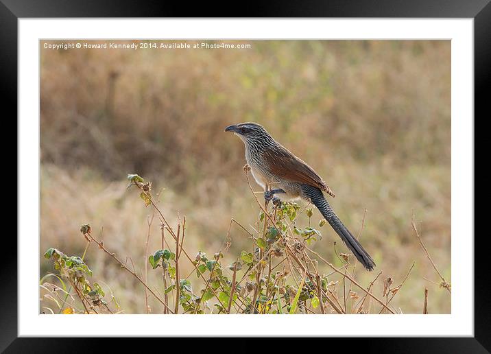 White-Browed Coucal Framed Mounted Print by Howard Kennedy
