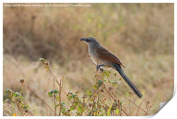 White-Browed Coucal Print by Howard Kennedy