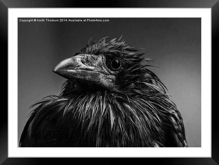 ROOK Corvus frugilegus Framed Mounted Print by Keith Thorburn EFIAP/b