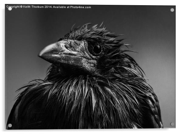 ROOK Corvus frugilegus Acrylic by Keith Thorburn EFIAP/b