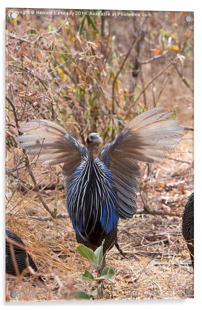 Vulturine Guneafowl spreading wings Acrylic by Howard Kennedy