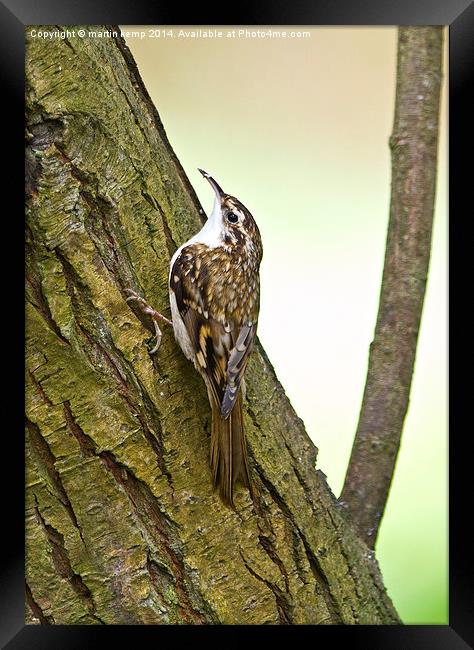 Treecreeper  Framed Print by Martin Kemp Wildlife