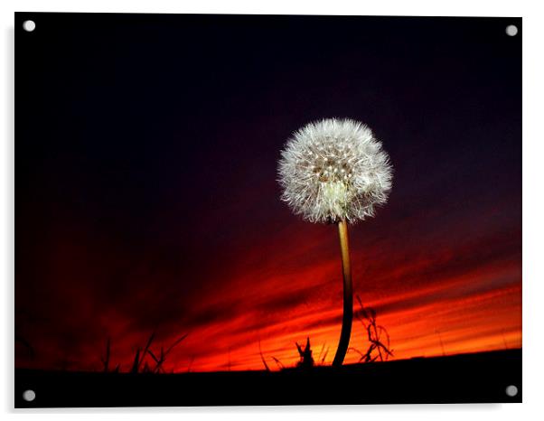  Sunset #11 Acrylic by Lance Hollingworth