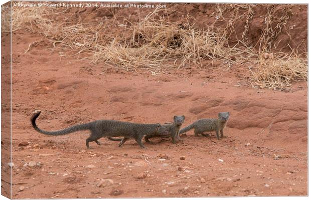 Slender Mongoose with kits Canvas Print by Howard Kennedy