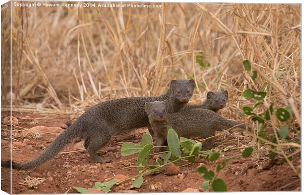 slender Mongoose with kits Canvas Print by Howard Kennedy
