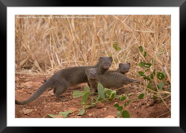 slender Mongoose with kits Framed Mounted Print by Howard Kennedy