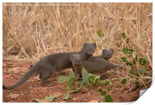 slender Mongoose with kits Print by Howard Kennedy