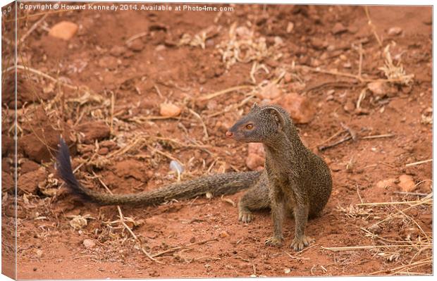 slender Mongoose Canvas Print by Howard Kennedy