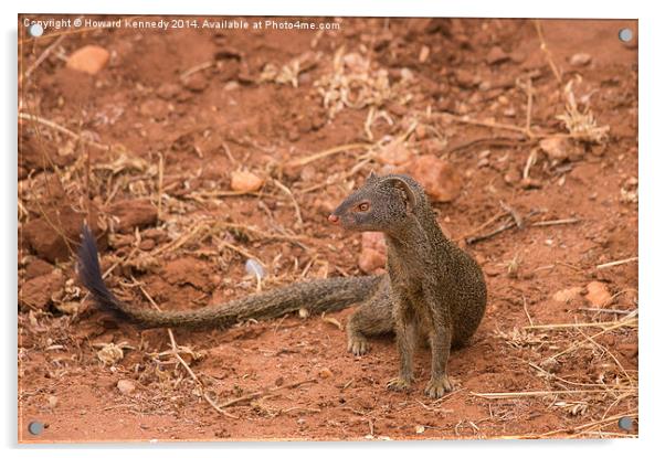 slender Mongoose Acrylic by Howard Kennedy