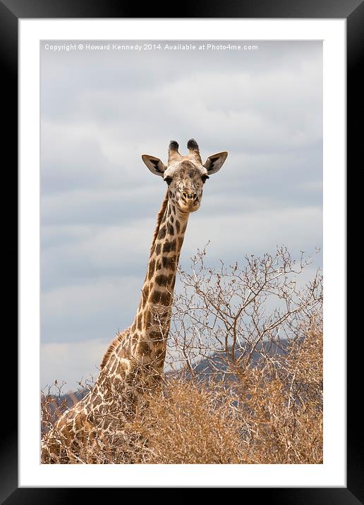 Masai Giraffe Framed Mounted Print by Howard Kennedy