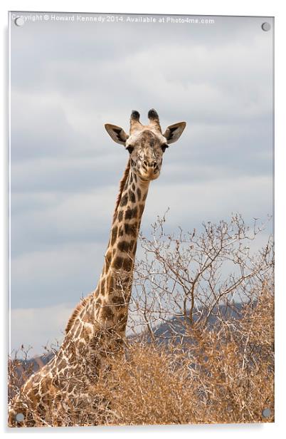Masai Giraffe Acrylic by Howard Kennedy