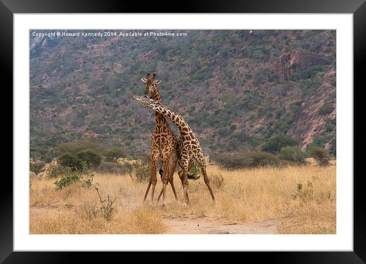 Masai Giraffe bulls fighting Framed Mounted Print by Howard Kennedy