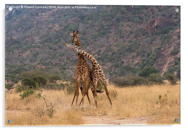 Masai Giraffe bulls fighting Acrylic by Howard Kennedy