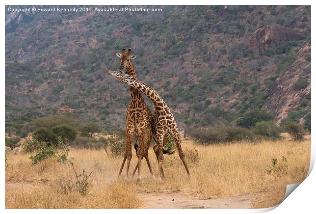 Masai Giraffe bulls fighting Print by Howard Kennedy