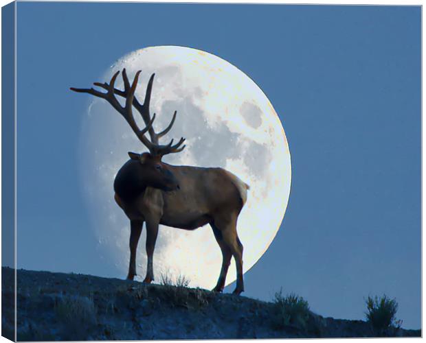 Elk And Moon Canvas Print by Dennis Hirning