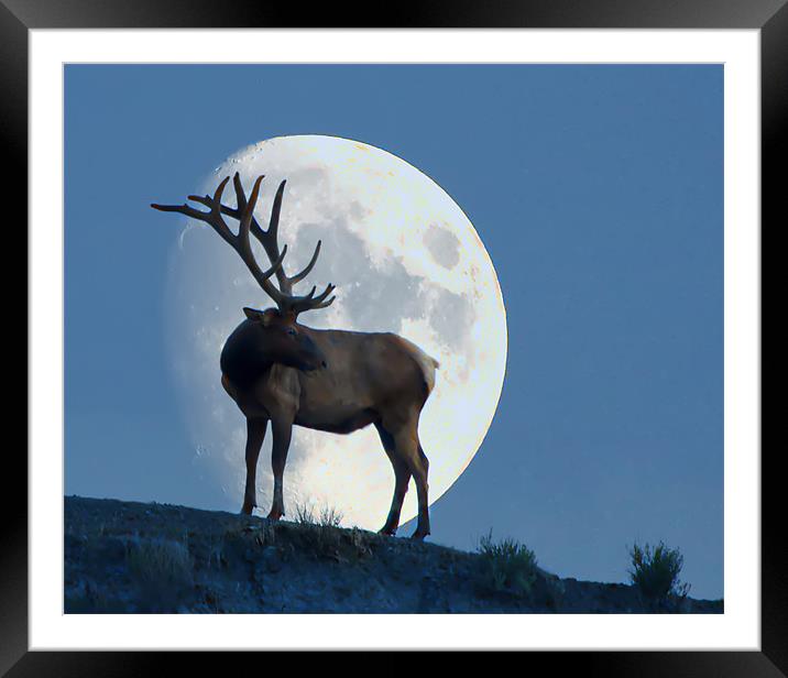 Elk And Moon Framed Mounted Print by Dennis Hirning