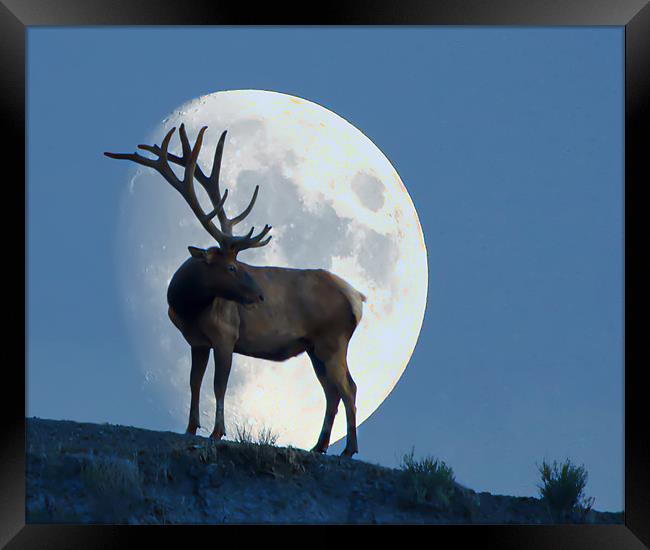 Elk And Moon Framed Print by Dennis Hirning