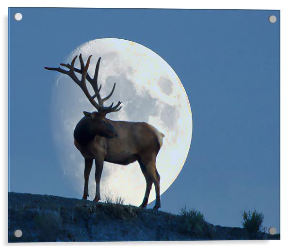 Elk And Moon Acrylic by Dennis Hirning