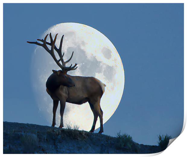 Elk And Moon Print by Dennis Hirning