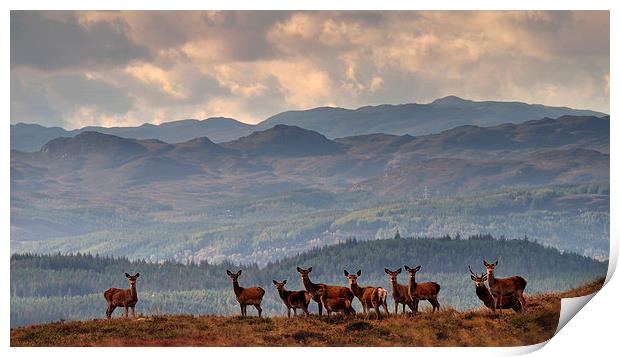  Highland Harem Print by Macrae Images