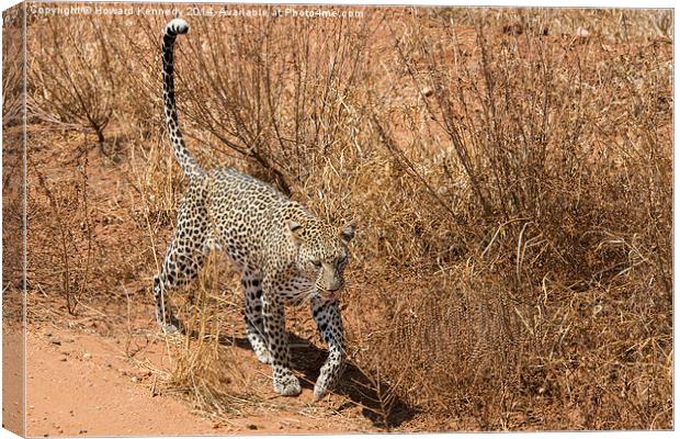 Leopard on the prowl Canvas Print by Howard Kennedy