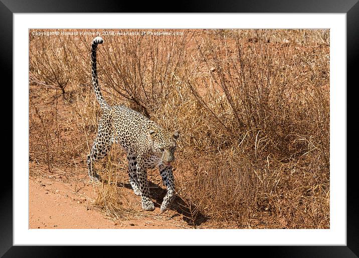 Leopard on the prowl Framed Mounted Print by Howard Kennedy