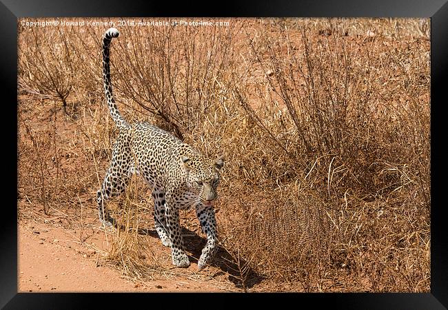 Leopard on the prowl Framed Print by Howard Kennedy