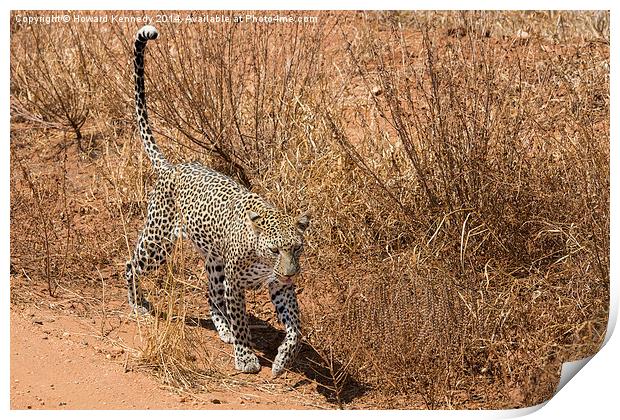 Leopard on the prowl Print by Howard Kennedy