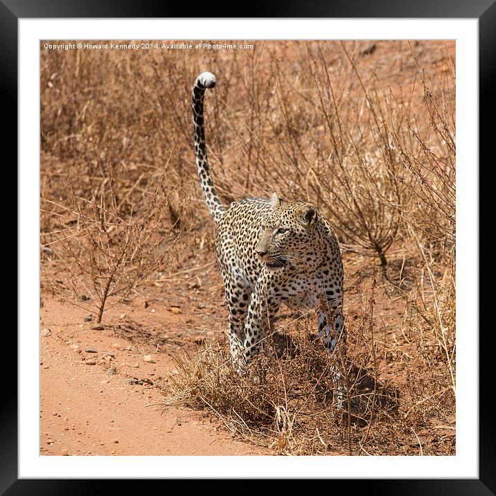Female Leopard Framed Mounted Print by Howard Kennedy