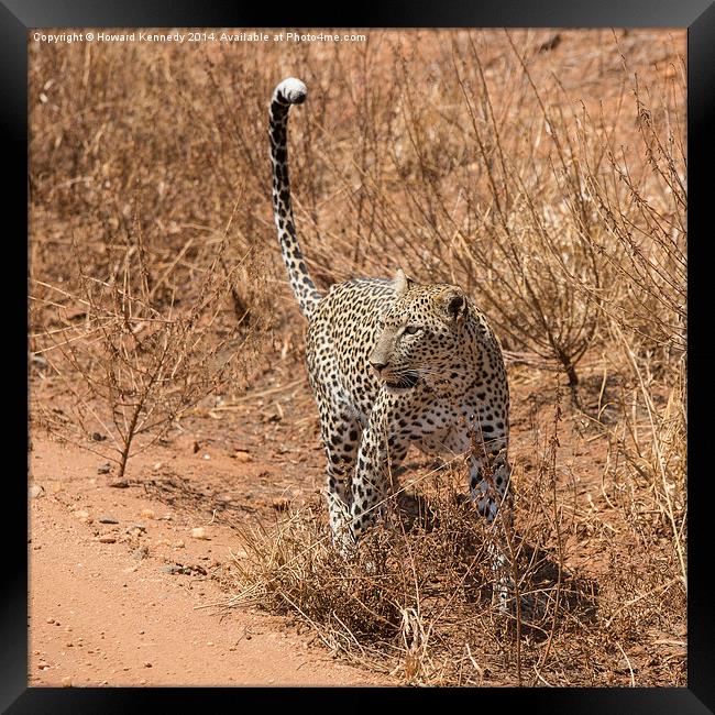 Female Leopard Framed Print by Howard Kennedy