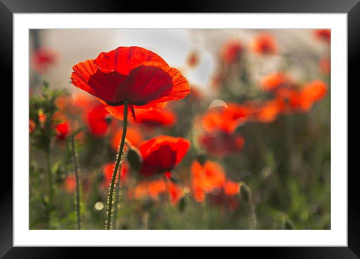  Flanders Poppy Framed Mounted Print by Jed Pearson