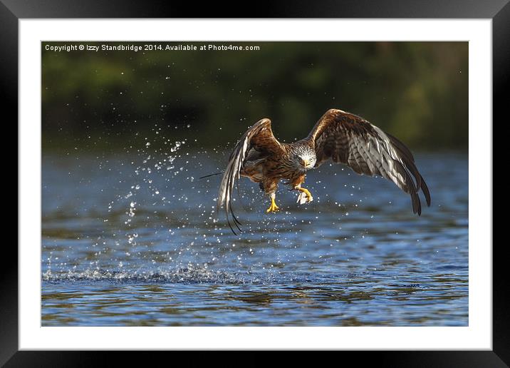 Red kite with water splash Framed Mounted Print by Izzy Standbridge