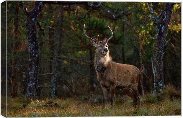   Stag in the woods Canvas Print by Macrae Images