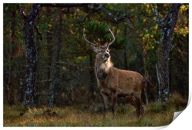   Stag in the woods Print by Macrae Images