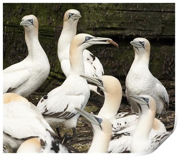 Young Gannets on Rock Shelf Print by Barbara Gardner