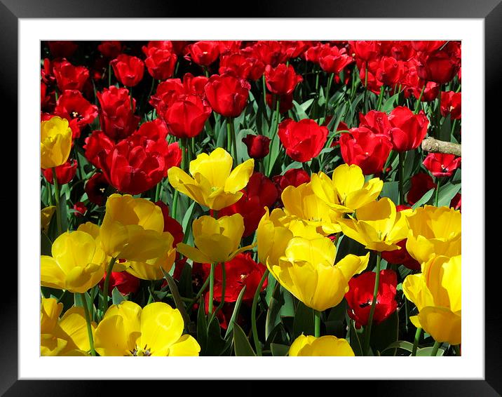 Tulips Framed Mounted Print by JUDY LACEFIELD