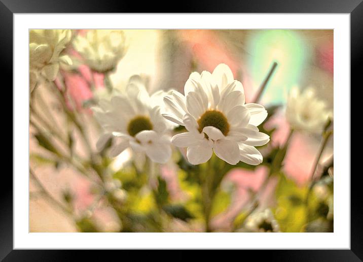  White Daisies!! Framed Mounted Print by Nadeesha Jayamanne