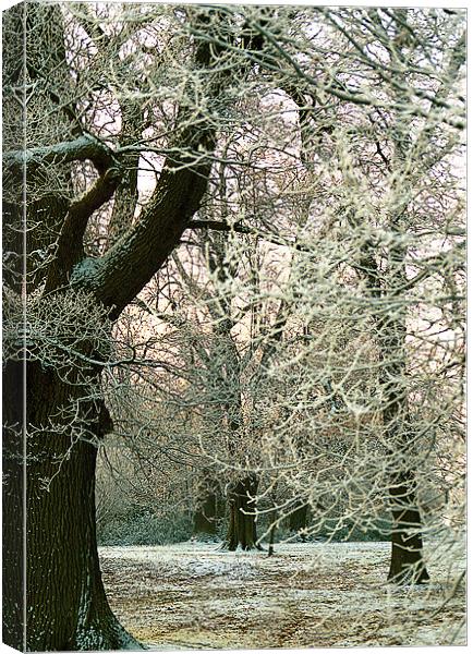 Snowy Branches Canvas Print by Ray Bacon LRPS CPAGB