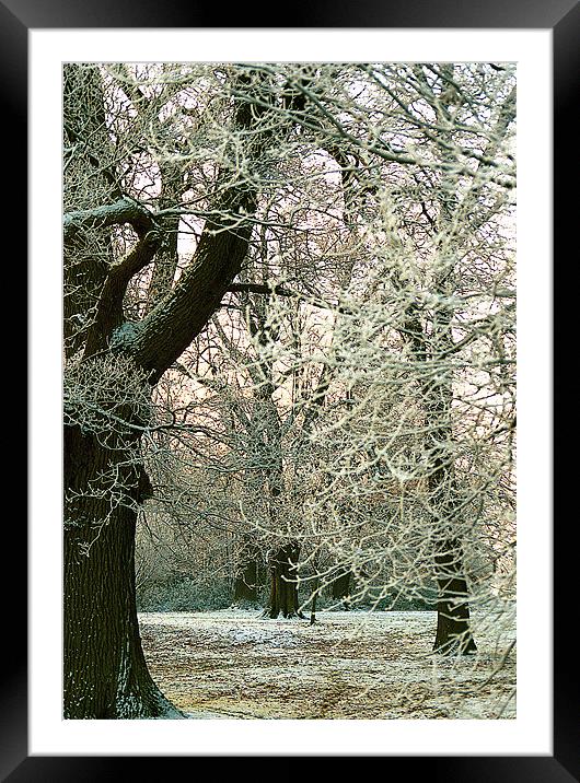Snowy Branches Framed Mounted Print by Ray Bacon LRPS CPAGB