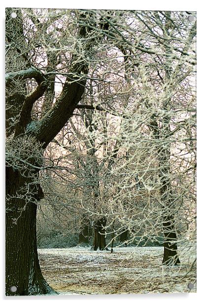 Snowy Branches Acrylic by Ray Bacon LRPS CPAGB