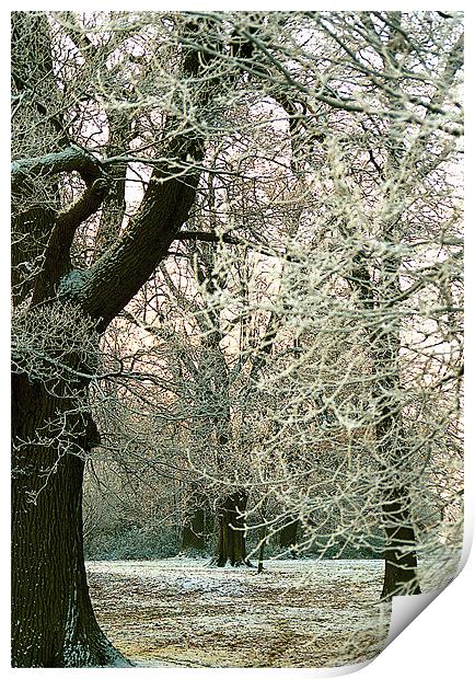 Snowy Branches Print by Ray Bacon LRPS CPAGB